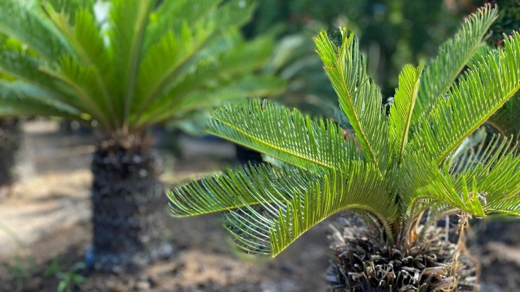 Tipos de palmeiras para decorar a casa, Foto: Canva Pro.