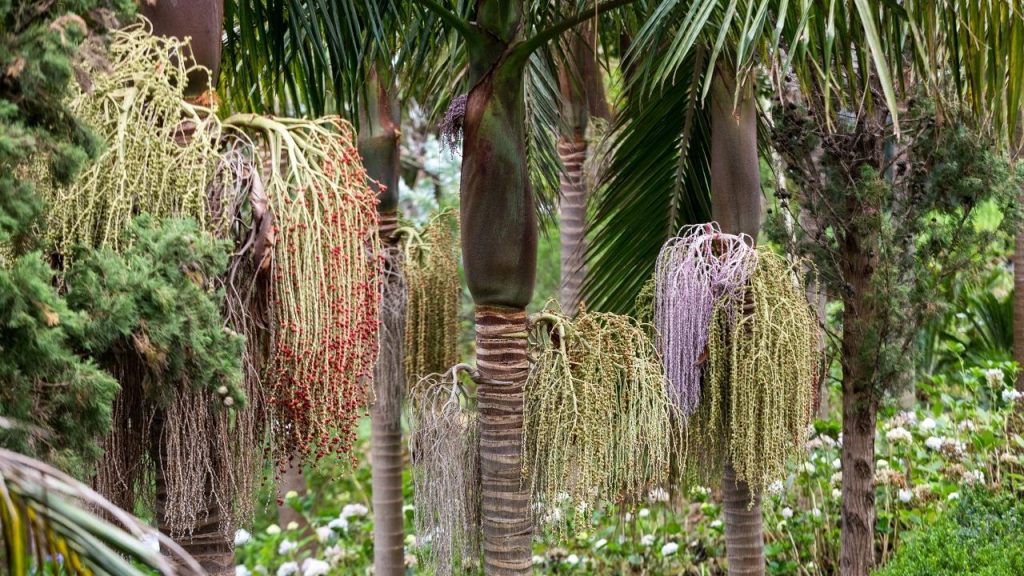 Tipos de palmeiras para decorar a casa, Foto: Canva Pro.