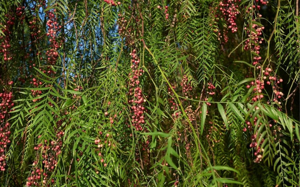 Árvores para quem deseja sombra. Foto: Canva Pro.