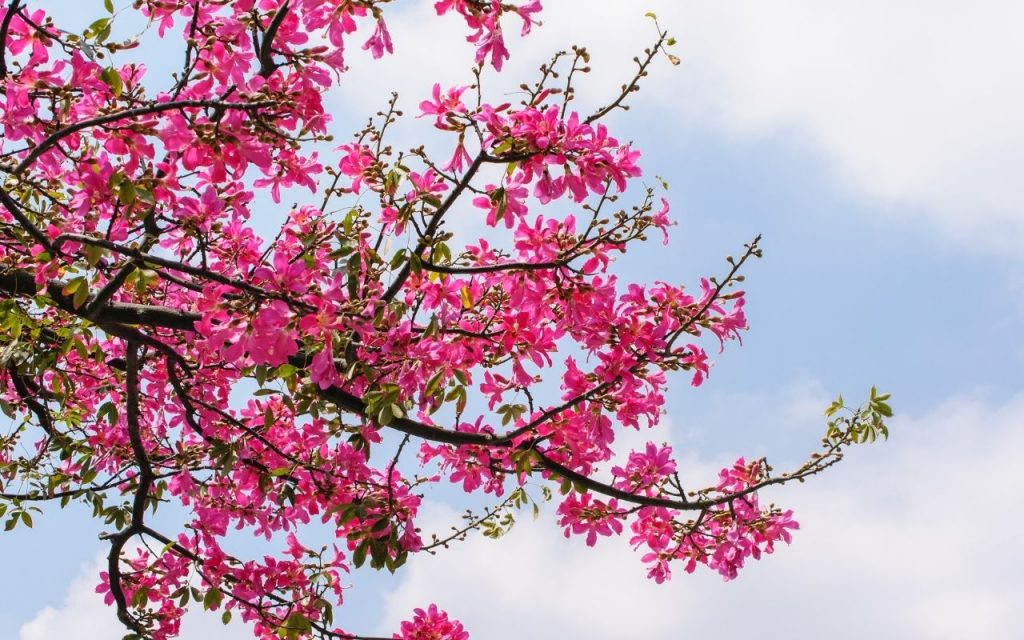 Árvores para quem deseja sombra. Foto: Canva Pro.