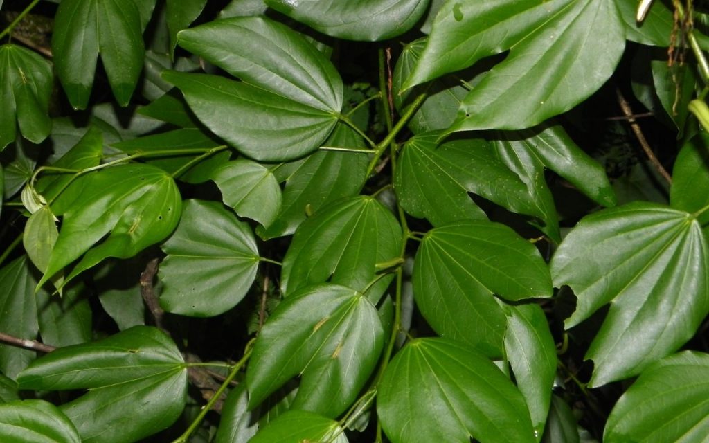 Árvores para quem deseja sombra. Foto: Canva Pro.