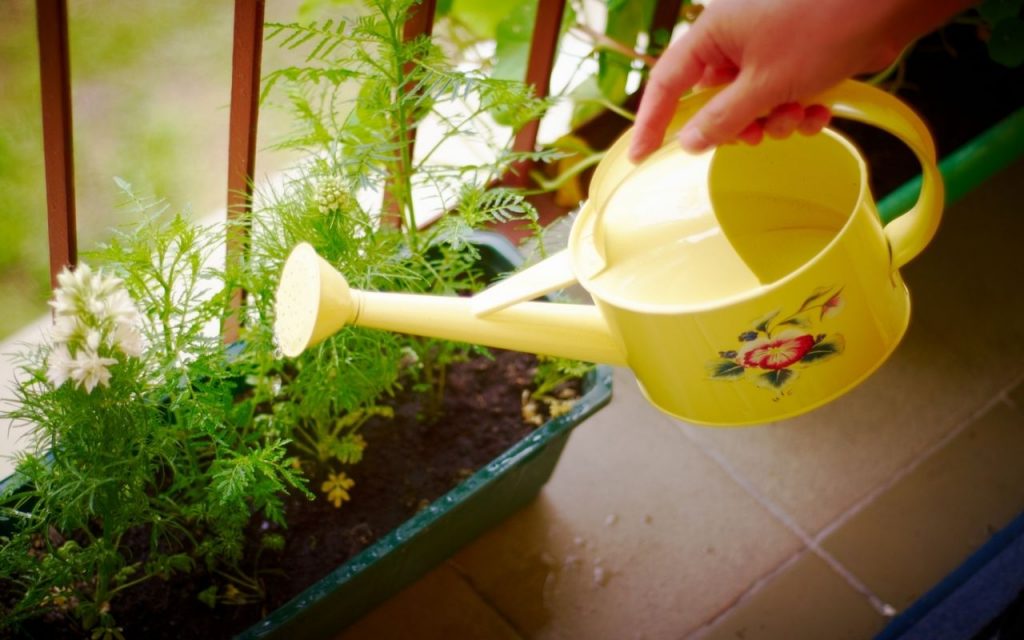 Erros que destroem a horta. Foto: Canva Pro.