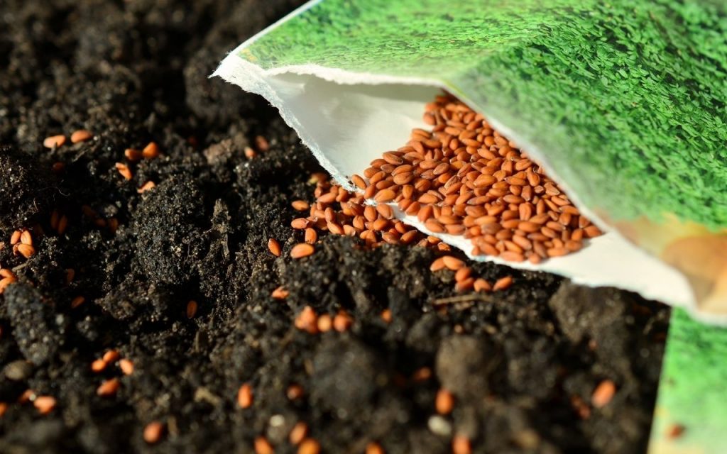 Erros que destroem a horta. Foto: Canva Pro.