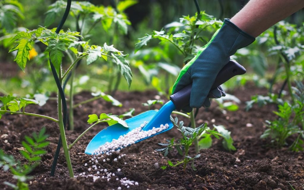 Erros que destroem a horta. Foto: Canva Pro.
