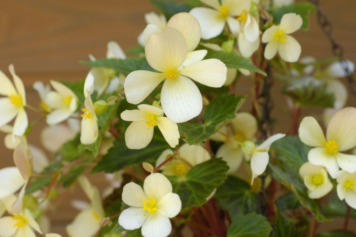 5 passos para ter begônias lindas por mais tempo - Reprodução Canva Pró