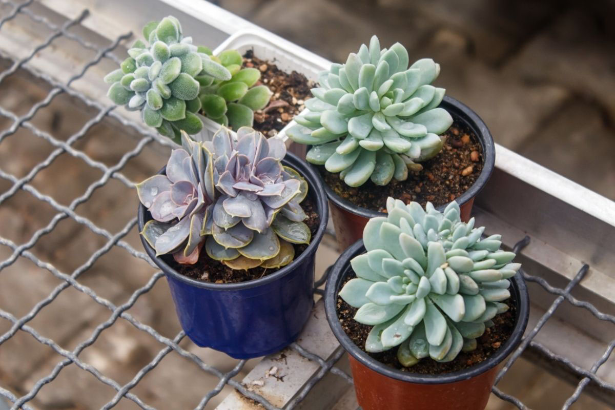 5 passos para ter suculentas perfeitas - Reprodução Canva Pró