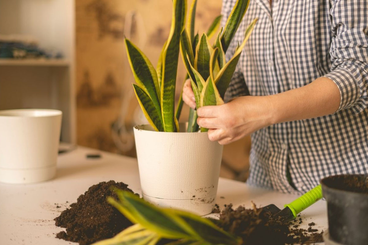 5 plantas perfeitas para espaços pequenos - Reprodução Canva Pró
