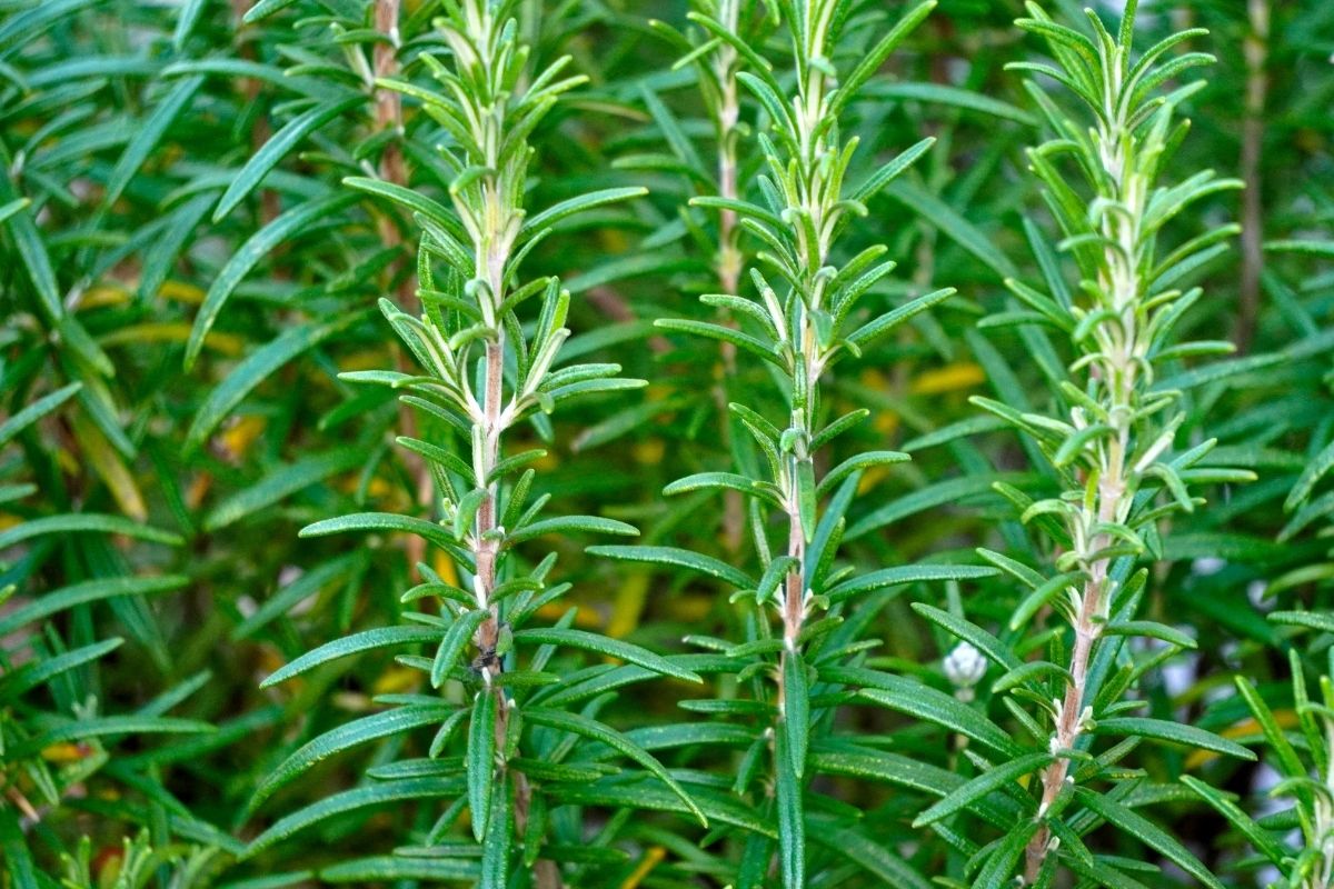 5 plantas que atraem energias positivas.