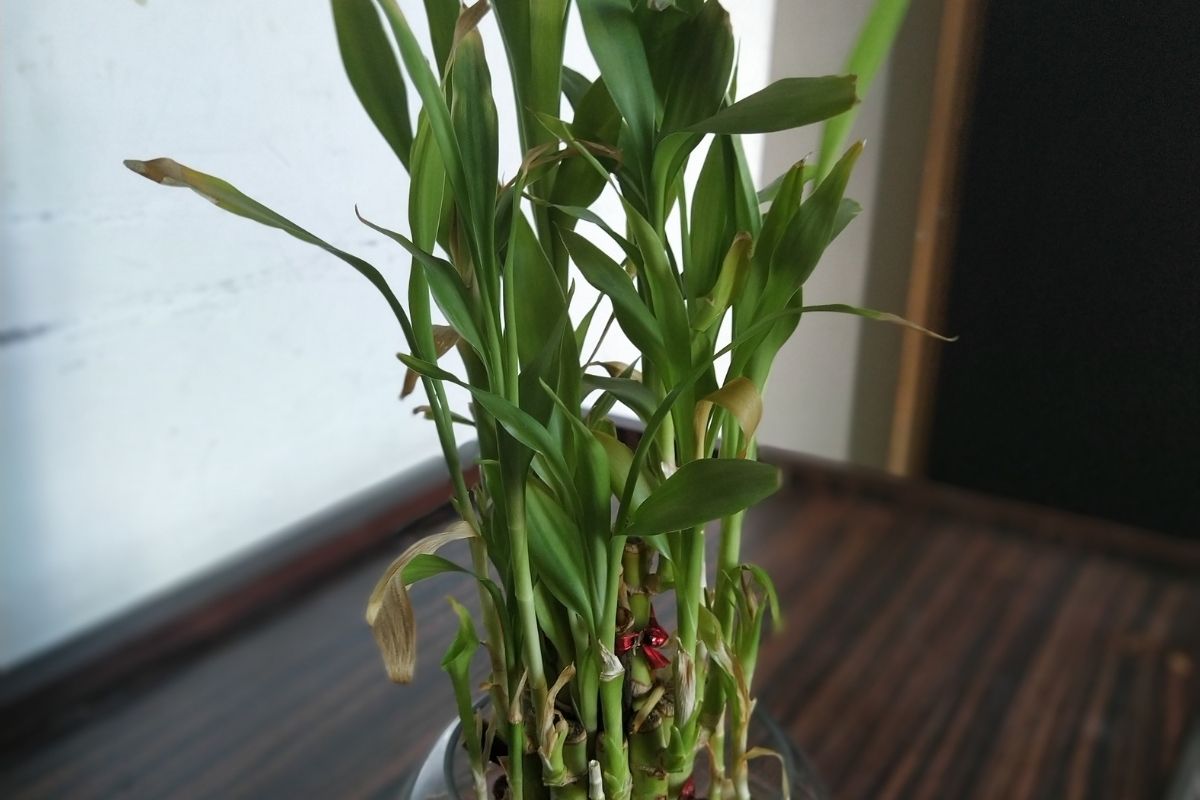 5 plantas que atraem energias positivas.