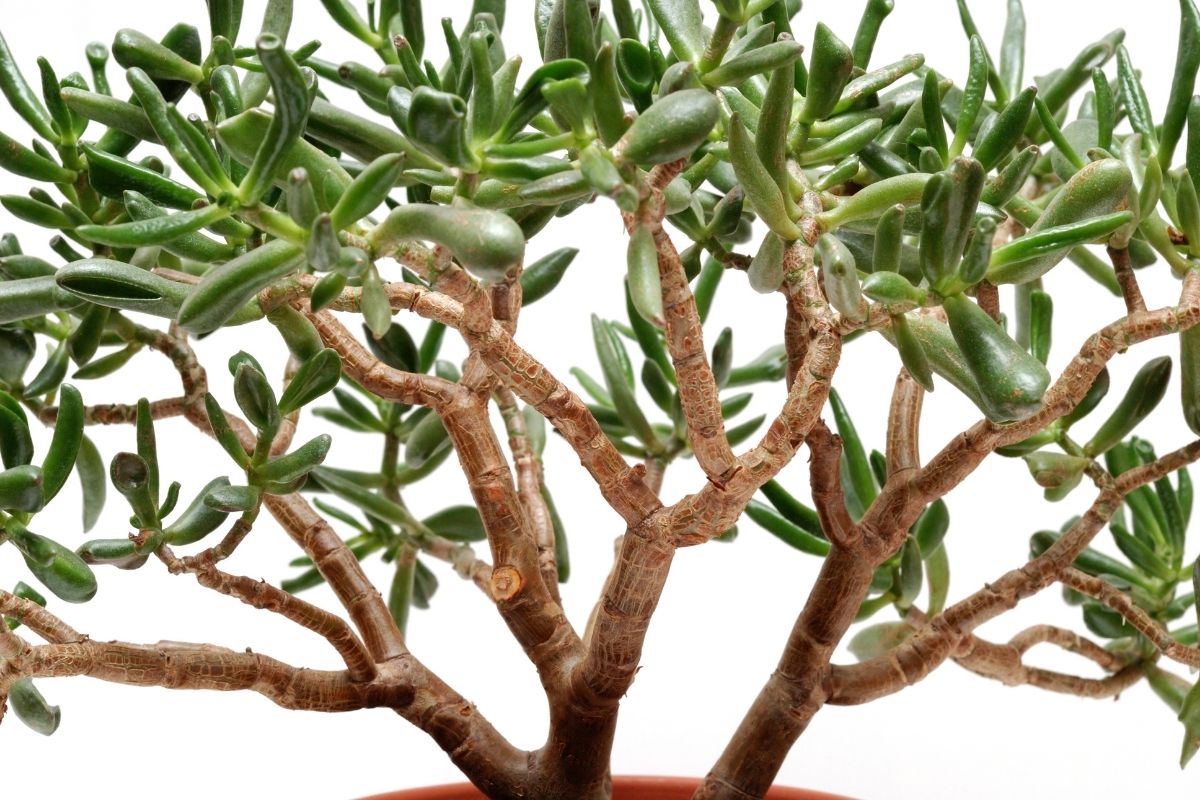 5 plantas que atraem energias positivas.