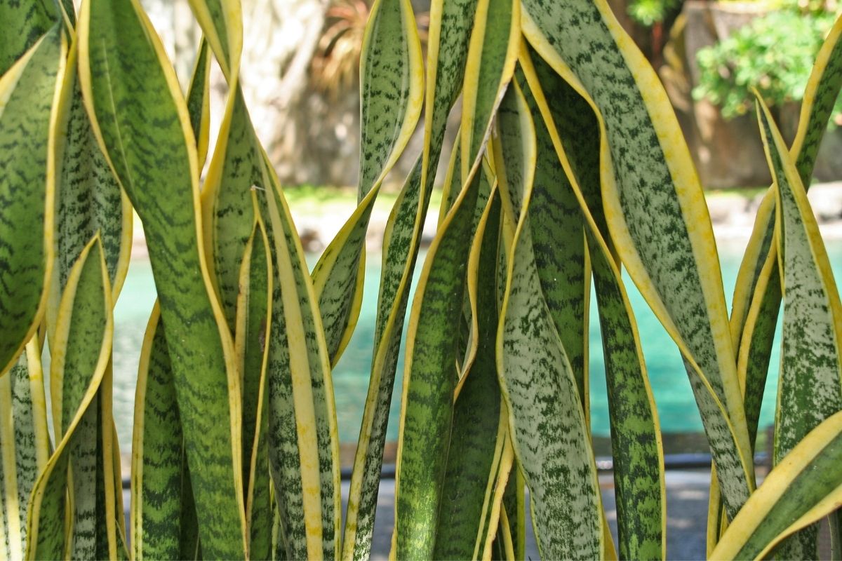 5 plantas que purificam a energia ruim? Cultive agora mesmo.