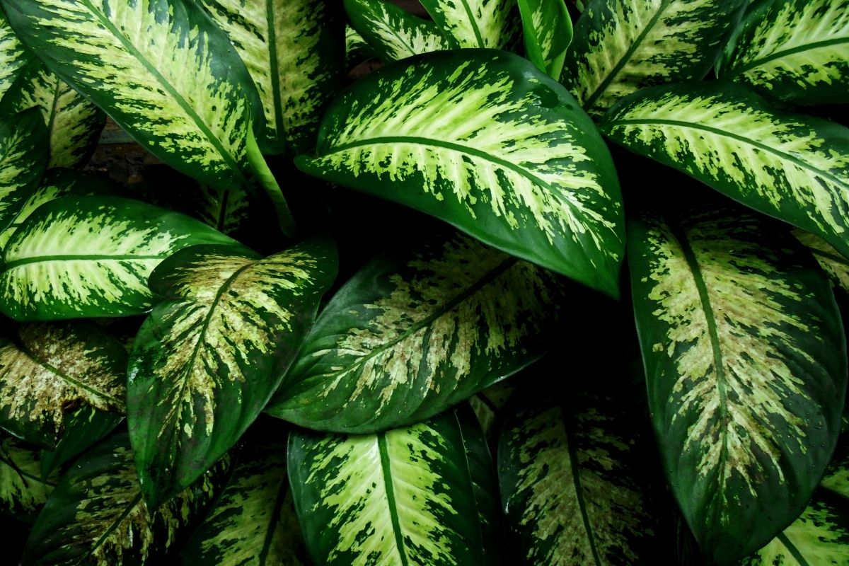 5 plantas que purificam a energia ruim? Cultive agora mesmo.