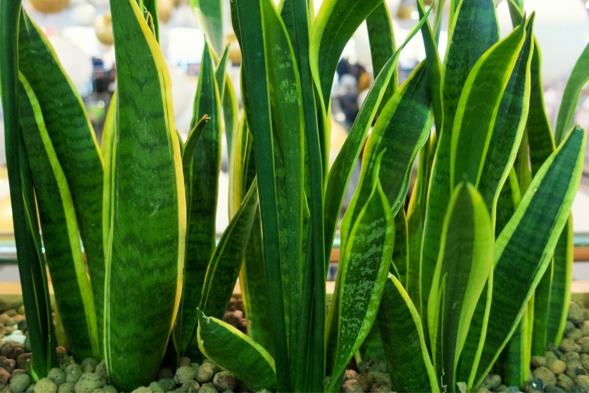 5 plantas que purificam o ar. Coloque no seu quarto! 