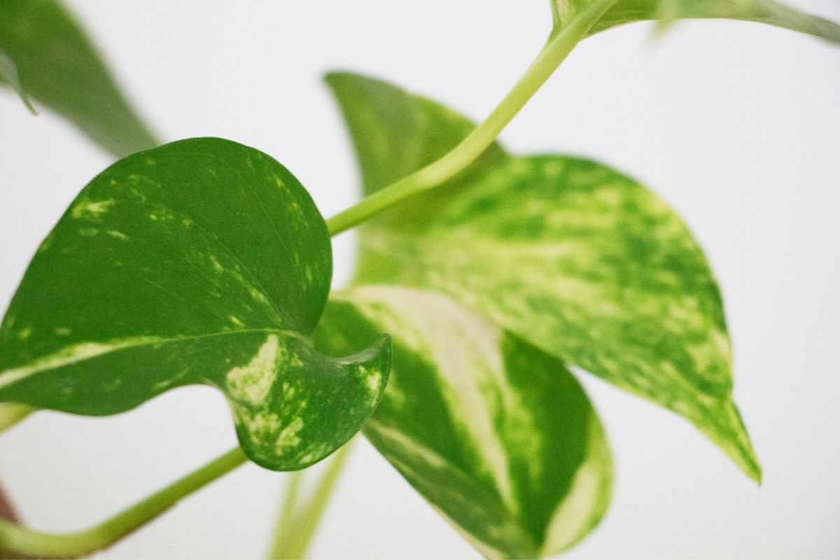 5 plantas que purificam o ar. Coloque no seu quarto!