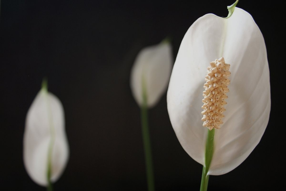 5 plantas que purificam o ar. Coloque no seu quarto!