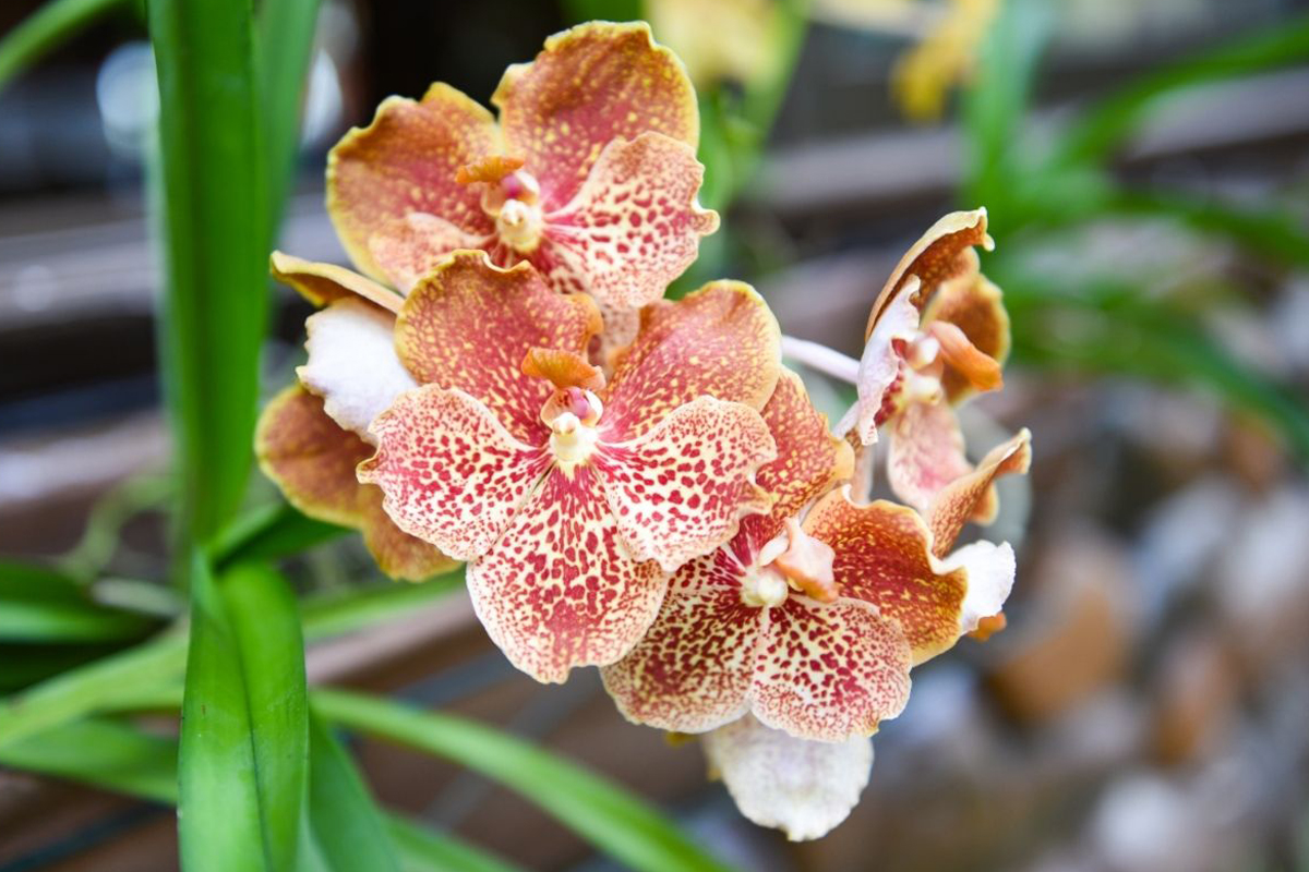 5 plantas resistentes que dificilmente morrem - Reprodução Canva Pró 5 plantas resistentes que dificilmente morrem - Reprodução Canva Pró