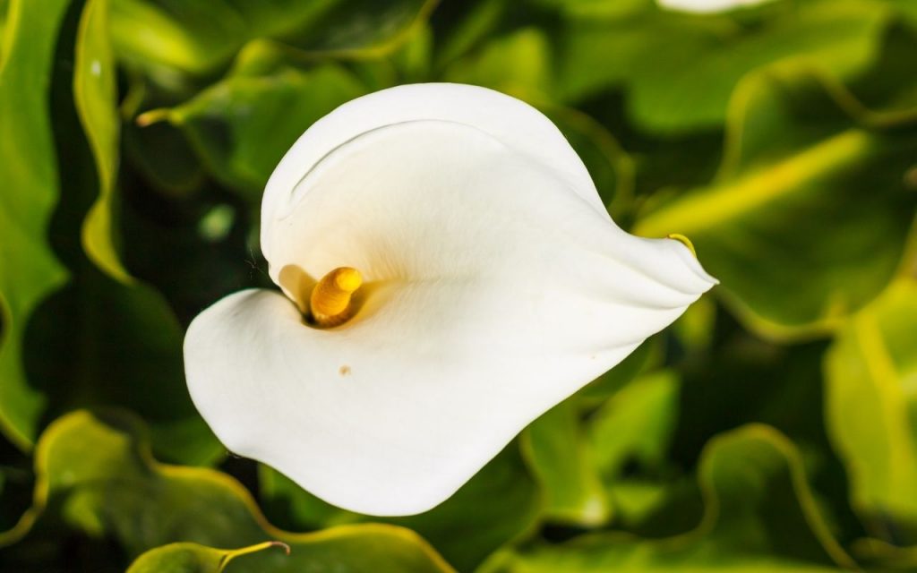 Plantas venenosas. Foto: Canva Pro.