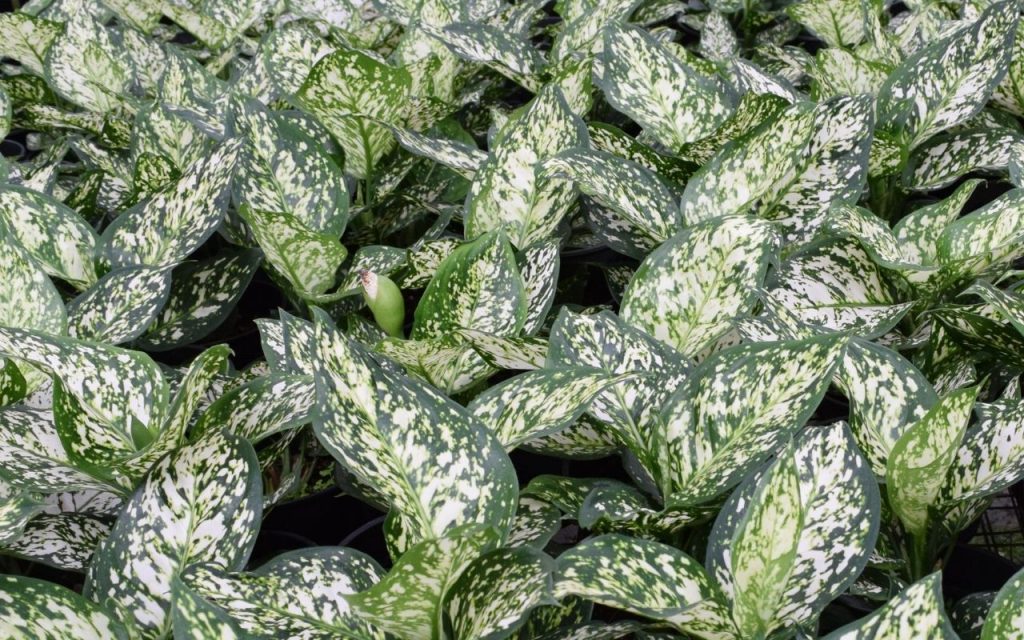 Plantas venenosas. Foto: Canva Pro.