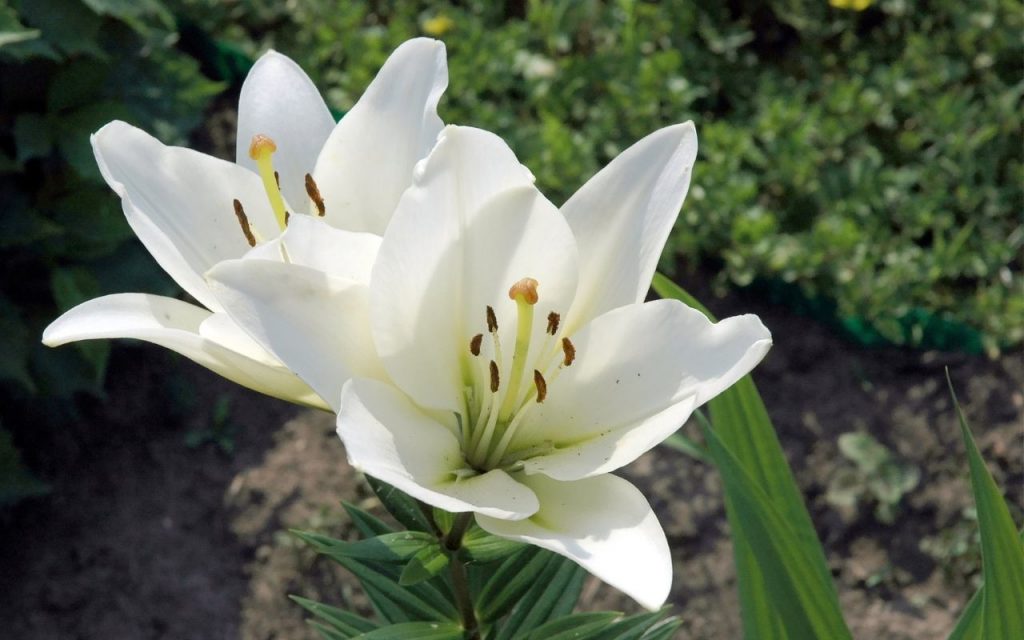 Plantas venenosas. Foto: Canva Pro.