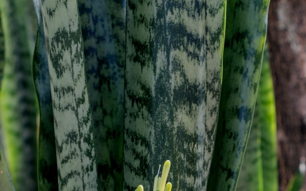 Plantas venenosas. Foto: Canva Pro.