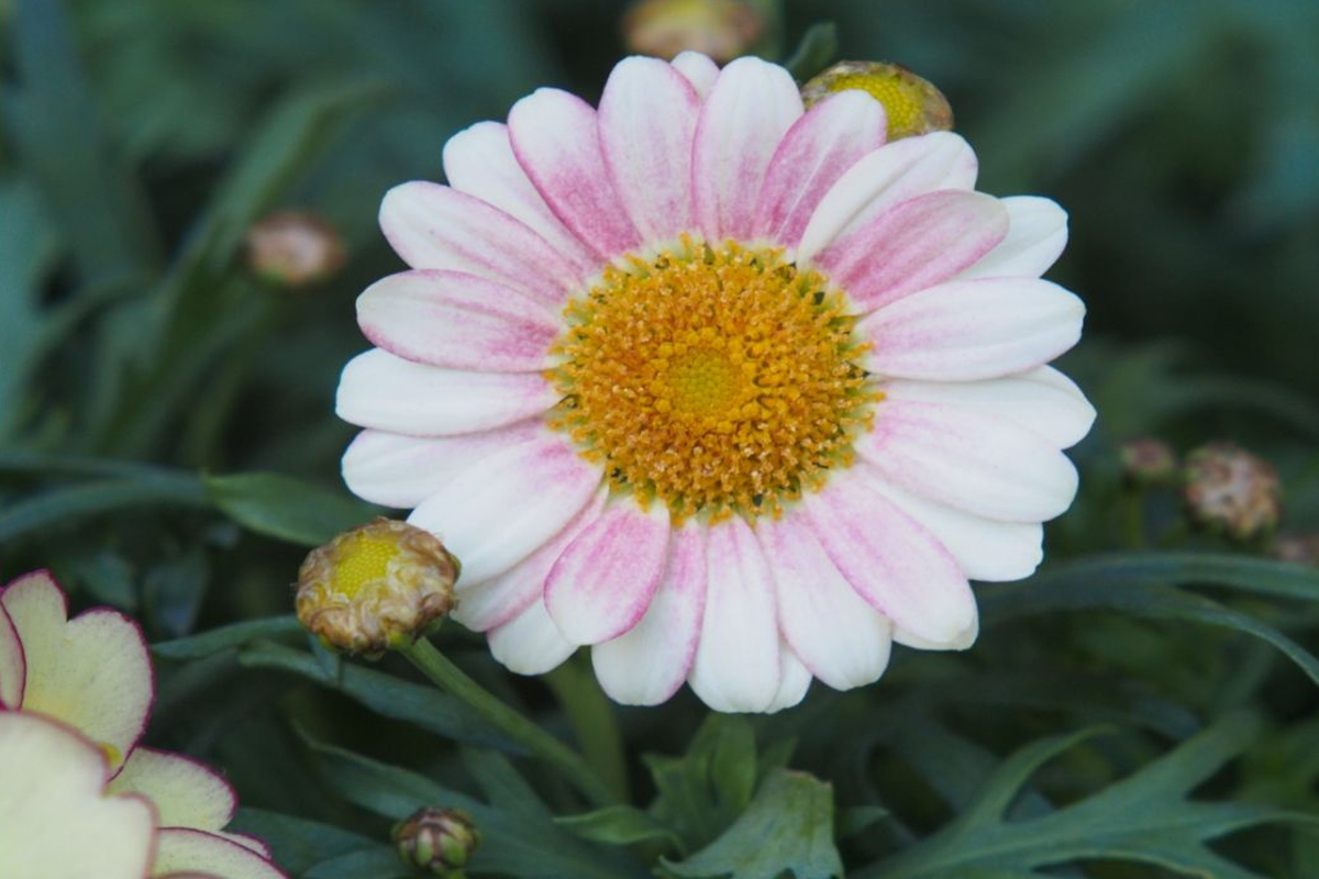 5 tipos de margaridas mais comuns no Brasil - Reprodução Cana Pró