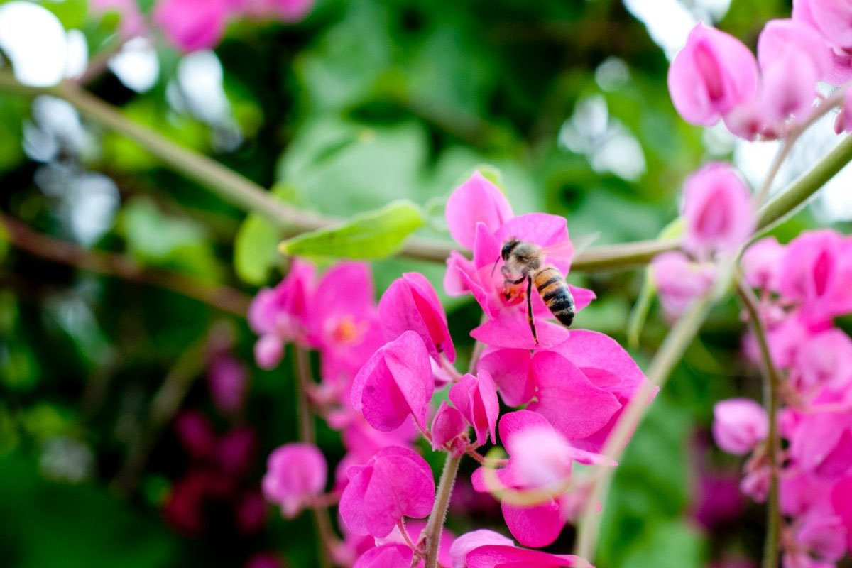 5 trepadeiras encantadoras para decorar sua casa - Reprodução Canva Pró