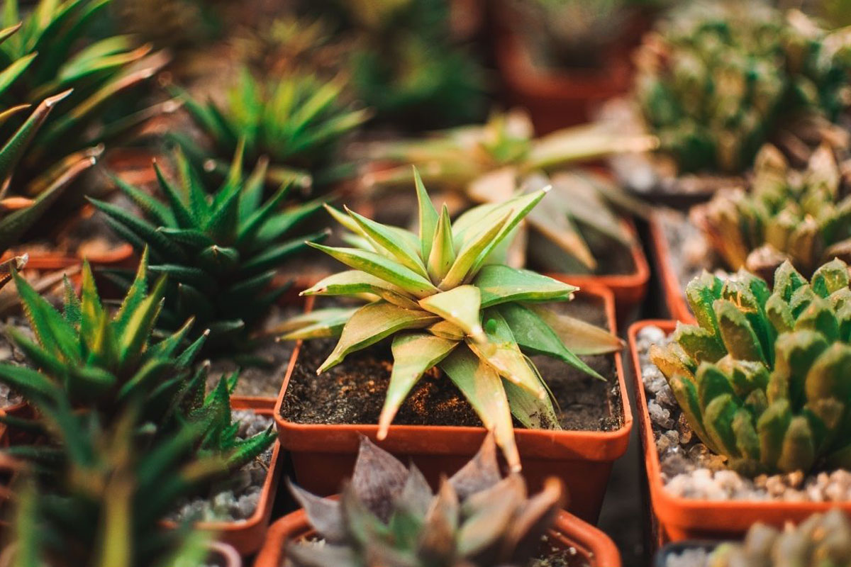 7 segredos para fazer suculentas florescerem mais facilmente - Reprodução Canva Pró