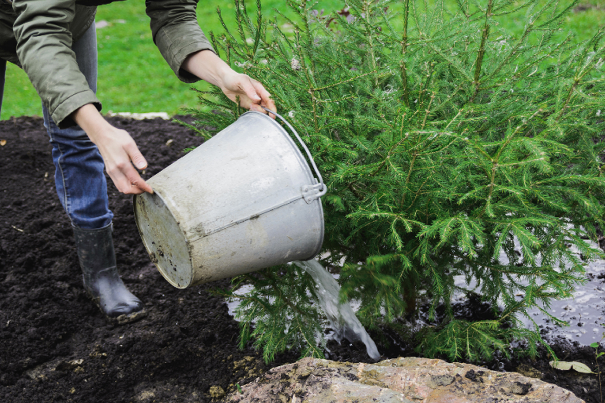 Aprenda Como fazer um adubo incrível com beterrabas - Reprodução Canva