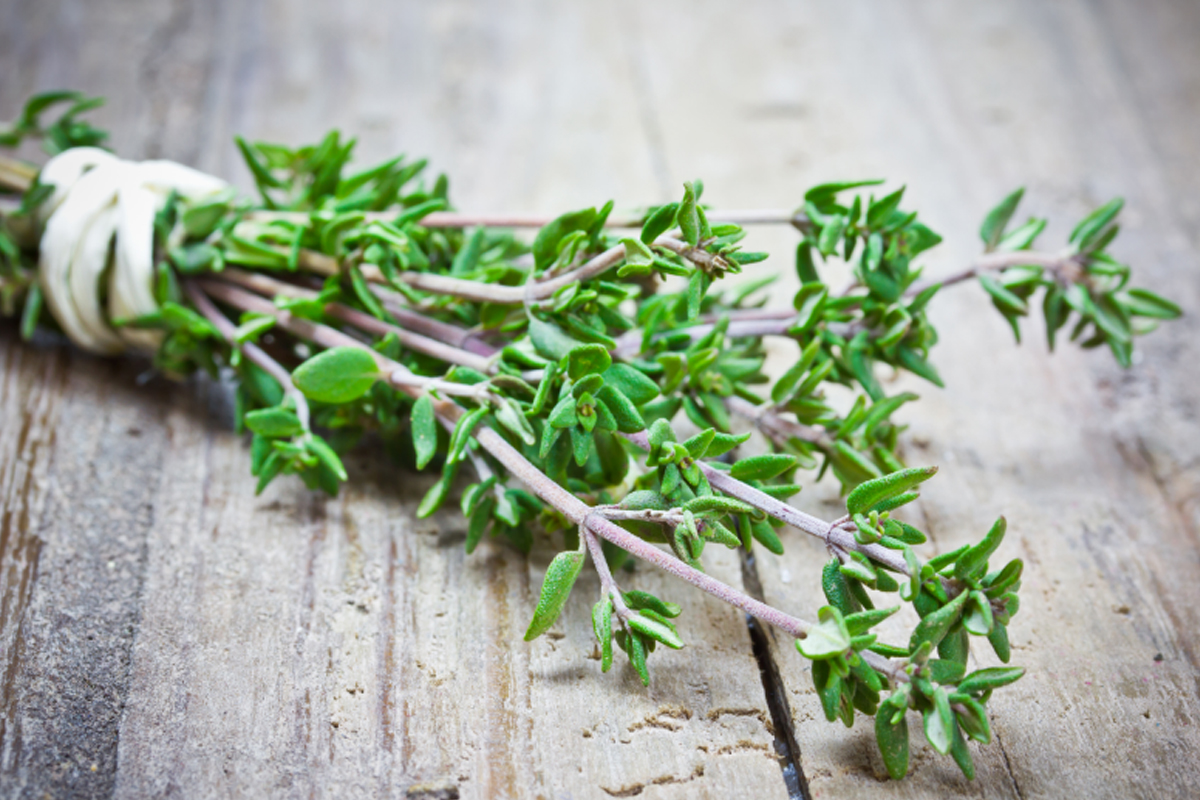 Aprenda como cultivar tomilho - Reprodução Canva