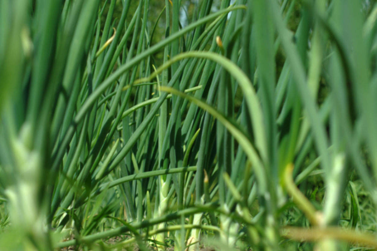 Aprenda como engrossar cebolinha em canteiros - Reprodução Canva Aprenda como engrossar cebolinha em canteiros - Reprodução Canva