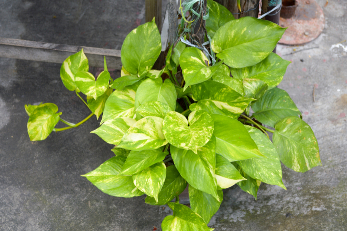 Aprenda como fazer muda de jiboia - Reprodução Canva