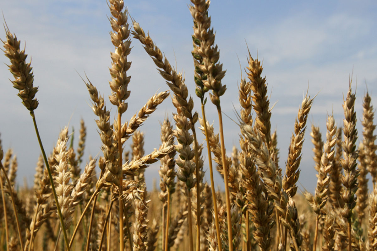 Aprenda como plantar trigo - Reprodução Canva