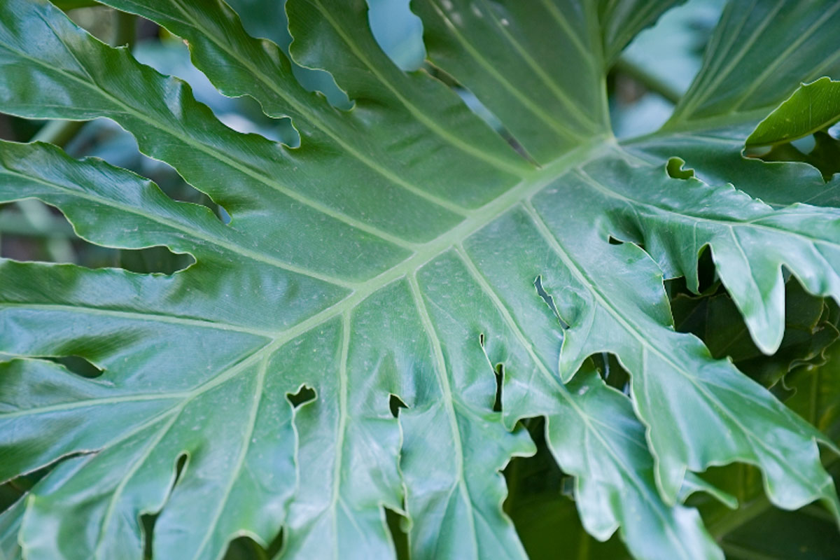 Aprenda quais são as plantas perigosas para os pets - Reprodução Canva