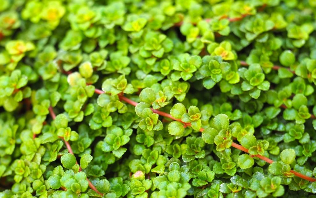 Plantas pendentes para decorar varanda. Foto: Canva Pro.