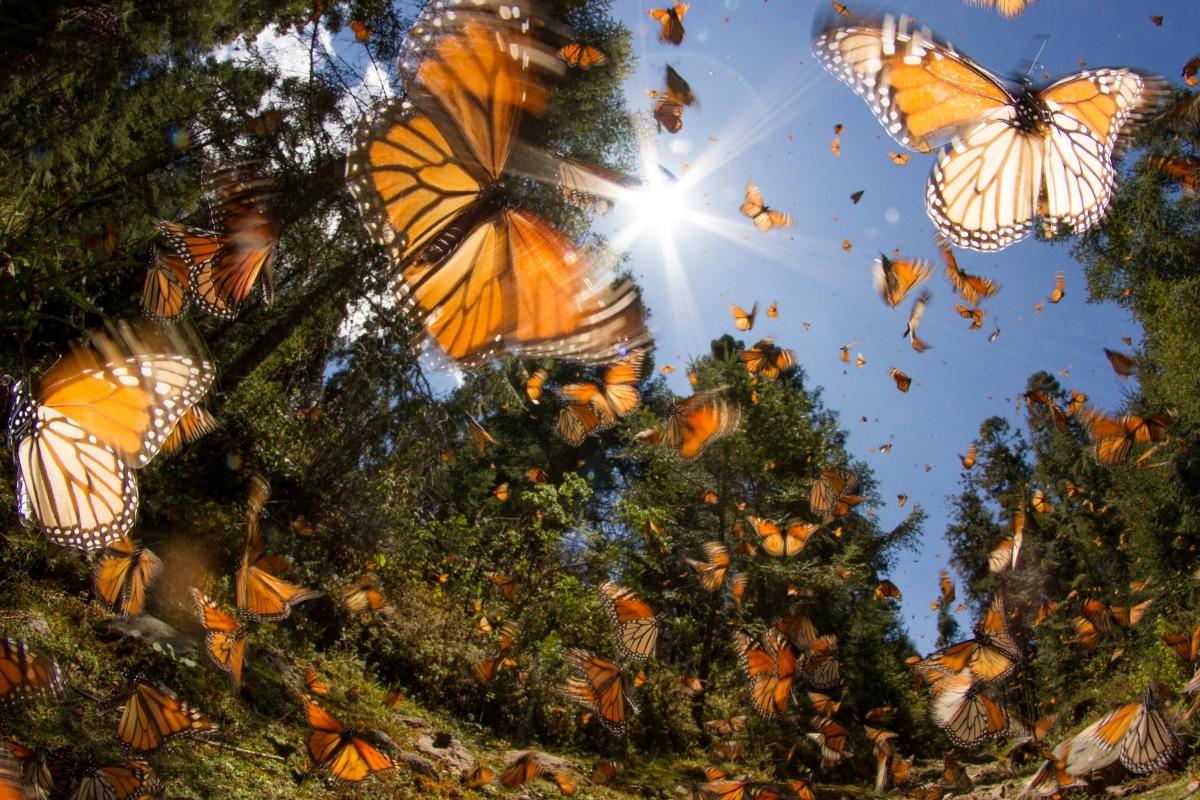 Como atrair mais borboletas e abelhas para o seu jardim? Confira truques geniais