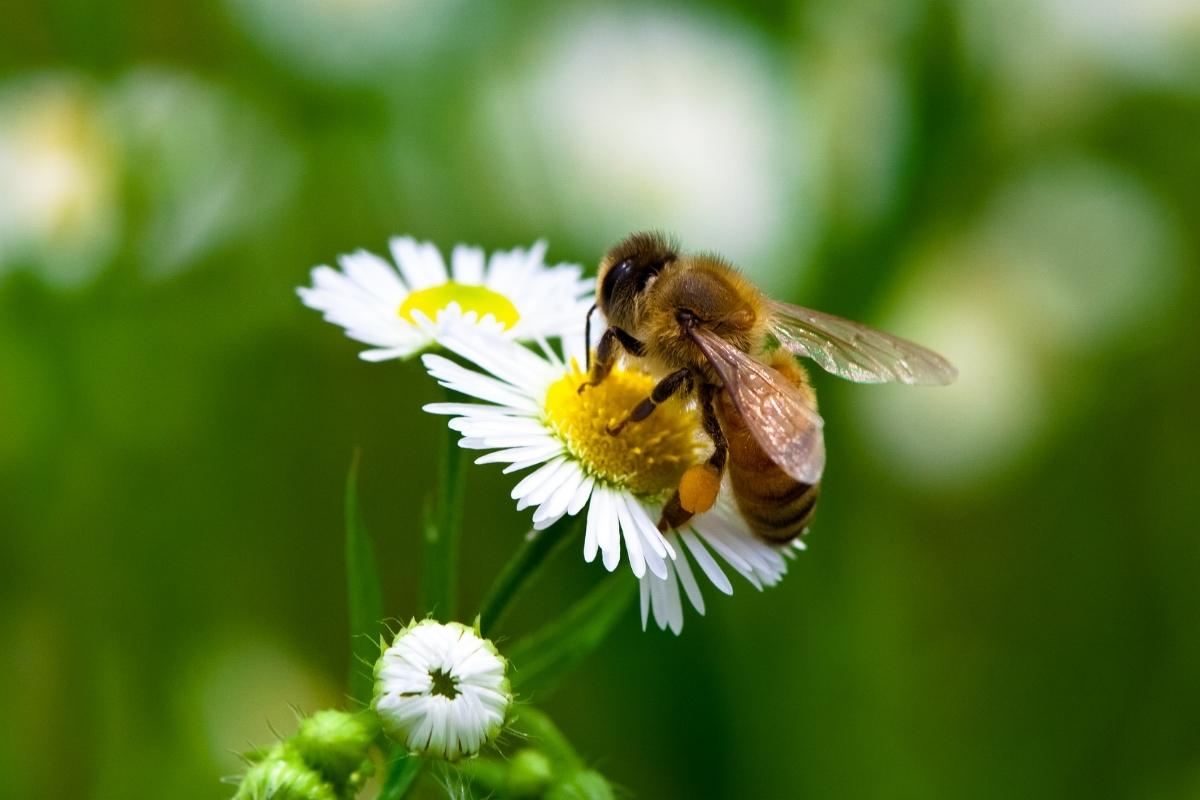 Como atrair mais borboletas e abelhas para o seu jardim? Confira truques geniais