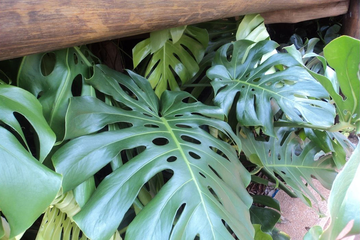 Como cultivar Costela de Adão - Reprodução Canva Pró