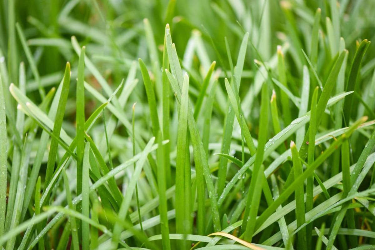 Como cultivar cebolinhas em vasos pequenos - Reprodução Canva Pró
