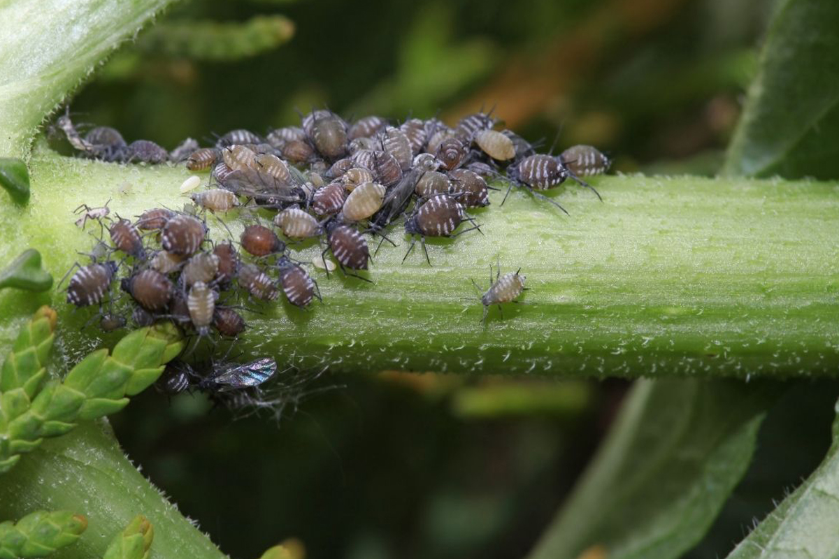 Como eliminar pulgões com misturinha caseira - Reprodução Canva Pró