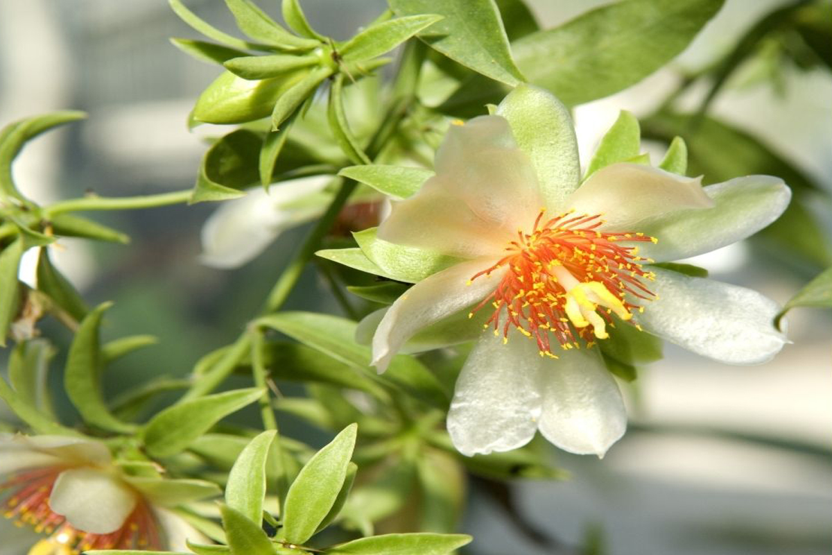 Como fazer mudas de ora-pro-nobis - Reprodução Canva Pró