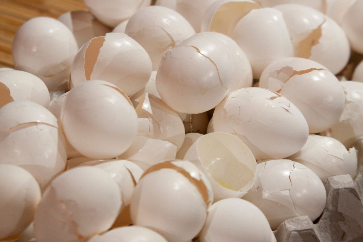 Como fazer um adubo com casca de ovos - Reprodução Canva Pró