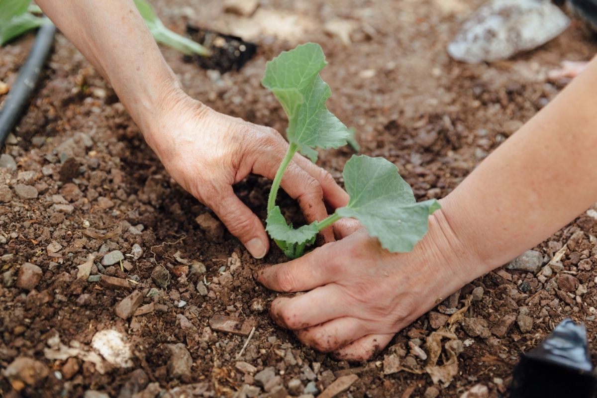Como germinar semente de melão - Reprodução Canva Pró