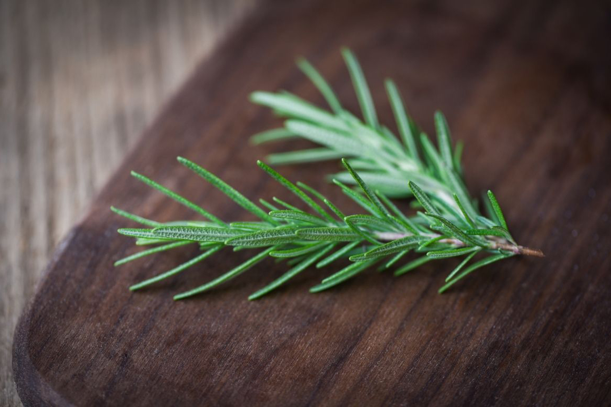 Como plantar alecrim pelo galho - Reprodução Canva Pró