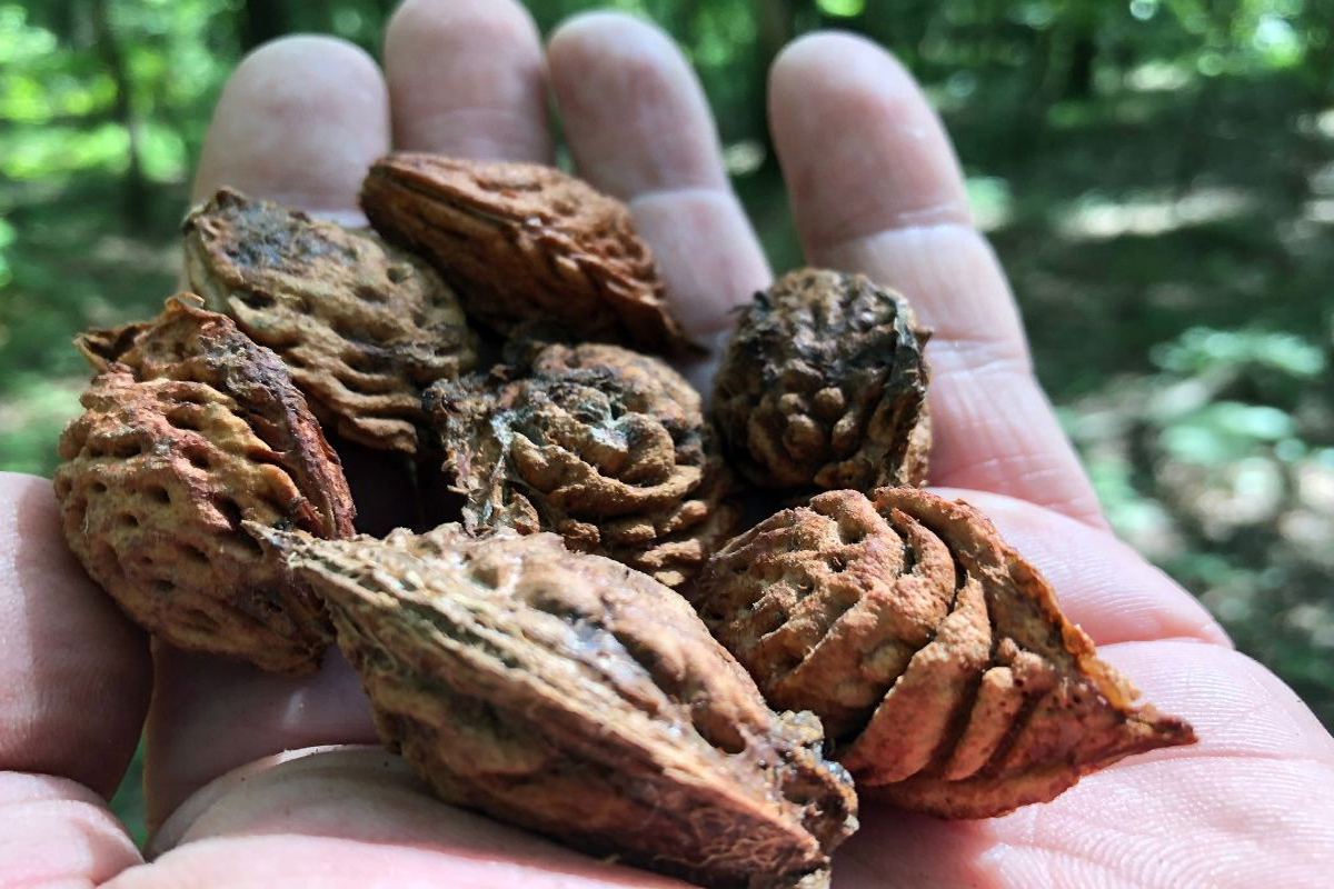 Como plantar semente de pêssego - Reprodução Canva Pró