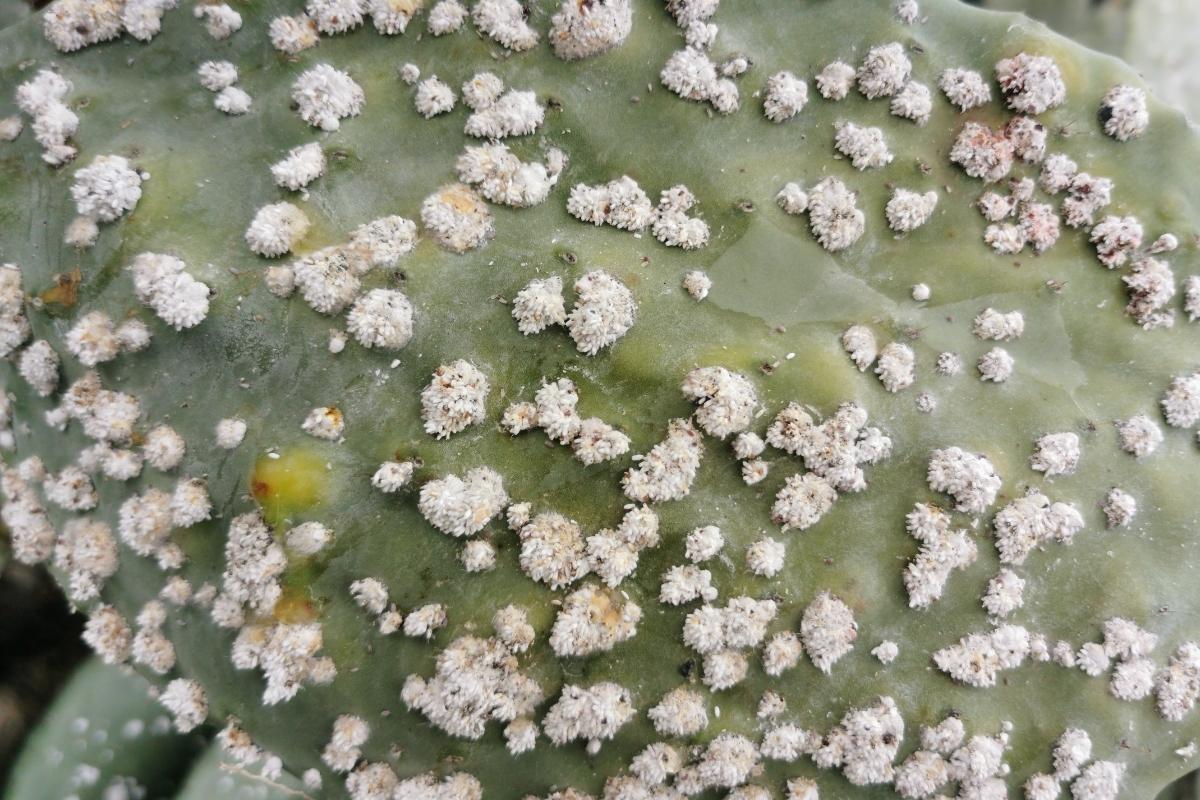 Como reconhecer 5 pragas que destroem seu jardim? Confira e proteja suas plantas