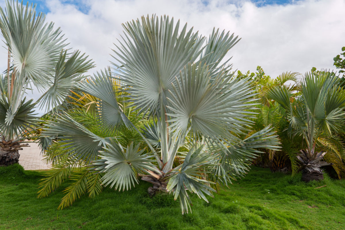 Confira as palmeiras para jardim - Reprodução Canva Confira as palmeiras para jardim - Reprodução Canva