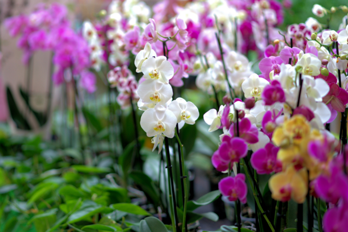 Conheça as plantas perfeitas para decorar o banheiro - Reprodução Canva