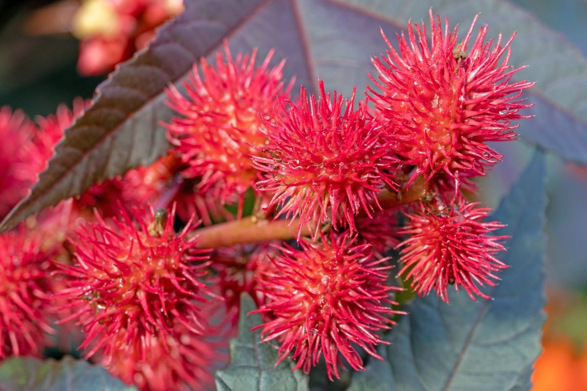 Para que serve a torta de mamona - Reprodução Canva Pró Para que serve a torta de mamona - Reprodução Canva Pró