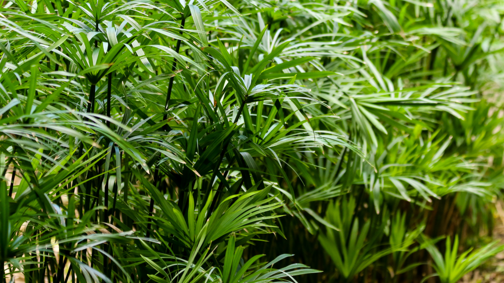 Planta para ter dentro de casa ou apartamento.