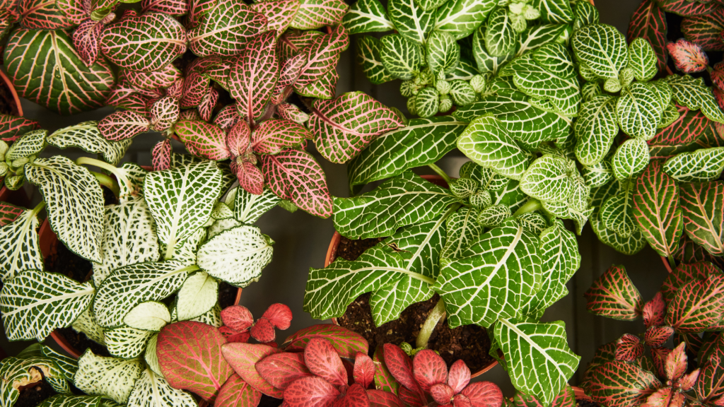 Planta para ter dentro de casa ou apartamento.